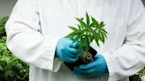 Government amends medical cannabis regulations