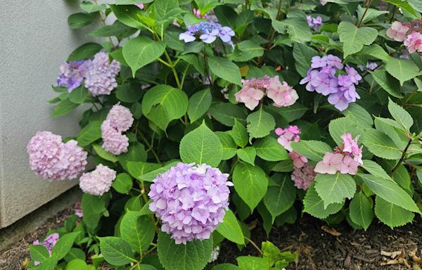 Maintain and care for your hydrangeas this summer with these tips from a UConn Master Gardener