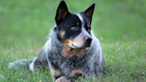 Brave Woman Tries to Bond With Her ‘Independent’ Blue Heeler and It Goes Hilariously Wrong