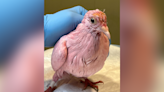 A pink dove died of fume inhalation. Here's why it's reigniting discussion around so-called gender reveals.