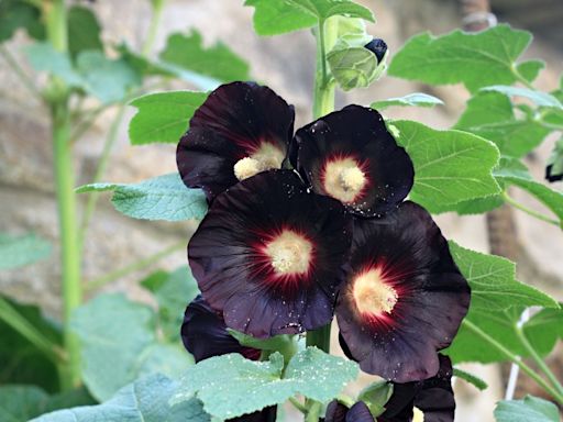 These Beautiful Black Flowers Add Offbeat Charm to Any Garden