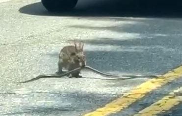 Watch: Rabbit's brawl with snake brings South Carolina traffic to a halt