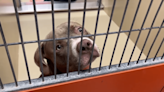 Dogs at ACCT Philly risk euthanasia due to overcrowding, adoption fees waived