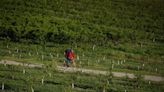 No B.C. peaches this year means top chefs are having to adapt