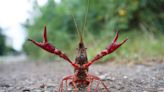 Why are some live crayfish illegal in Illinois?