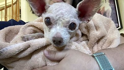 Gizmo the dog went missing in Las Vegas in 2015. He's been found alive after 9 years