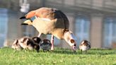 Vormarsch der Nilgans auf Badewiesen: Gänsekot als Tretmine