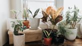 Want to Get Rid of Bugs? Try One of These Common Houseplants