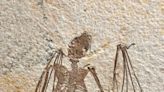 Oldest-known bat skeletons shed light on evolution of flying mammals