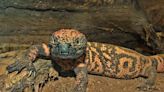 Colo. Man Dies After Being Bitten by Venomous Pet Gila Monster: 'They Can Hold on Like a Bulldog'