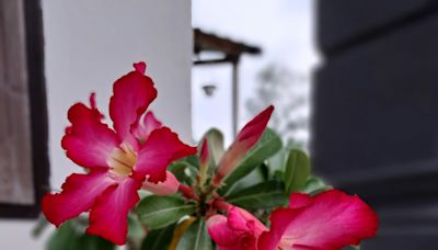 Flor del desierto: la planta más alegre que te acompañará en los días de calor