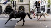 Four injured as runaway military horses bolt through central London