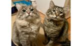 Maine coons Percy and Tabby want a home together