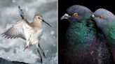 Pigeons, Puffins, and Penguins Win Top Prizes at the 2023 Audubon Photography Awards