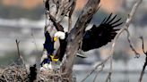 New Jersey plans to drop bald eagles from its endangered species list