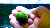 The U.S. Government Wants People To Destroy These Moss Balls