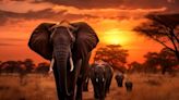 Elefantes y rinocerontes temen más a la voz humana que a los leones