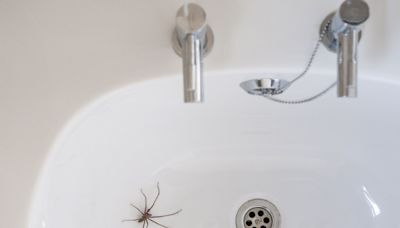 17 Simple Ways to Keep Spiders Away from Your Home Naturally