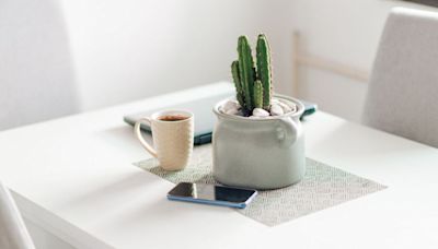 Conoce el profundo significado de que crezca un cactus en tu casa