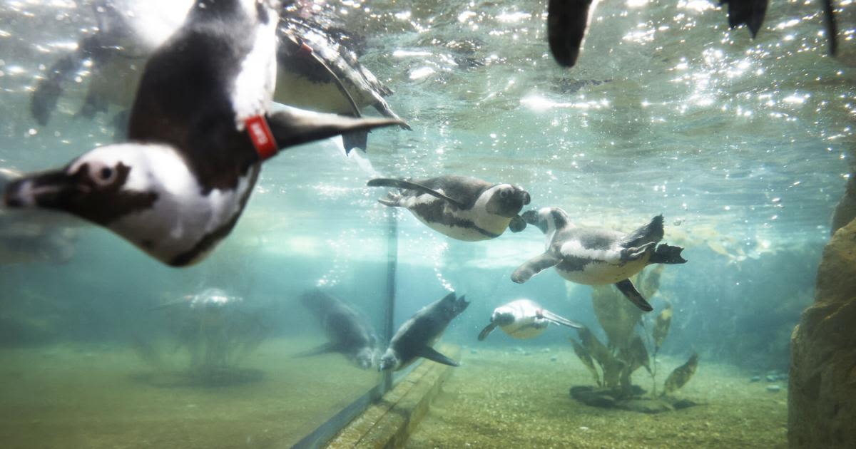 How do you prepare 4,000 animals for a hurricane? New Orleans’ aquarium has a plan.