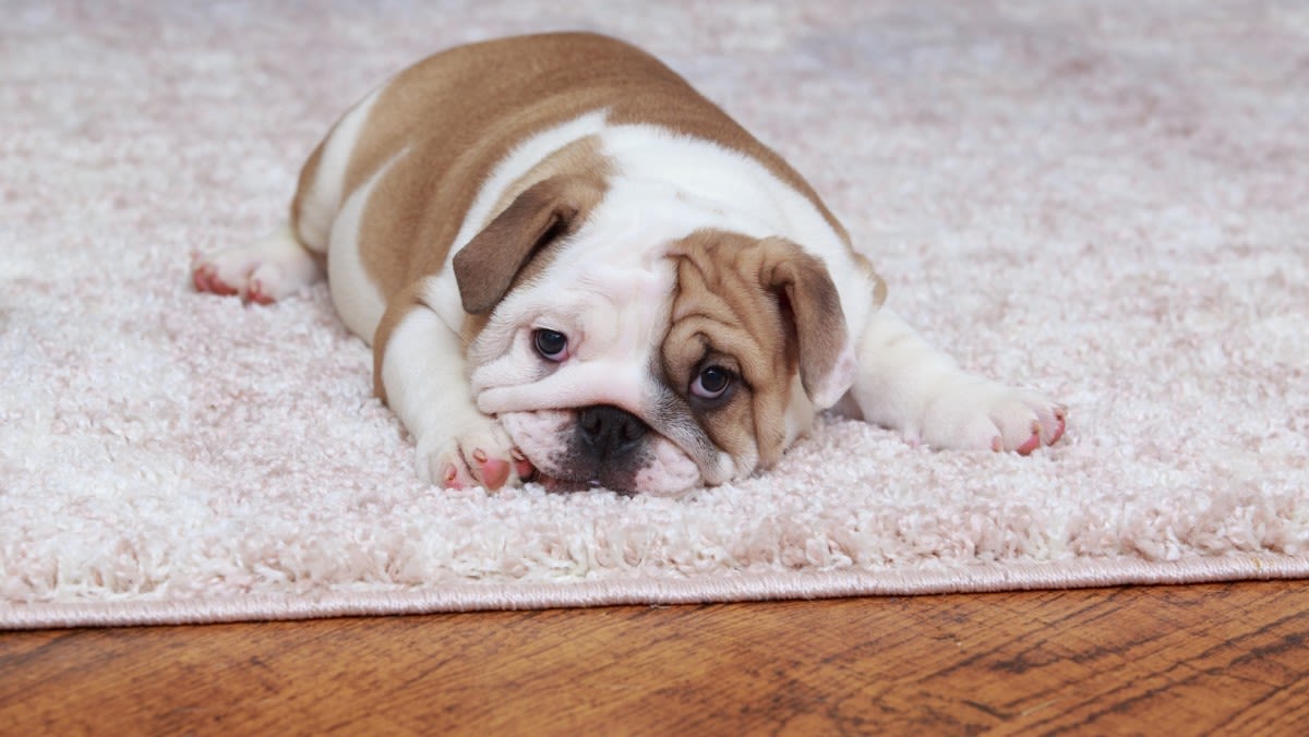 English Bulldog Family Chronicles Puppy Growing Up in Adorable and Emotional Timelapse Video