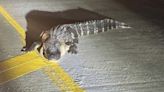 Big gator bites Cleveland Police Department officer who was trying to wrangle it