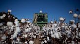 Brasil tentará título mundial da exportação de algodão já em 2023, dizem produtores