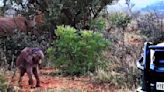 Watch: Courageous baby elephant charges safari vehicle