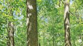 Pennsylvania's McKeever Tract now part of Old-Growth Forest Network - Outdoor News
