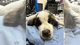 Cincinnati shelter looking for answers after 1-year-old St. Bernard dies from poor condition