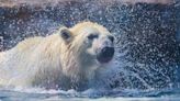 'Hard to hear': Calgary Zoo visitors distraught by death of polar bear Baffin originally from Assiniboine Park Zoo