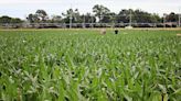 TAPS Field Day spotlights crop progress, Ag Olympics