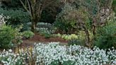 The best places to see snowdrops this weekend