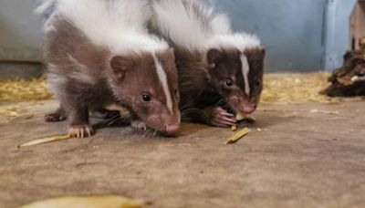 Baby chocolate skunks are stealing hearts at Noah’s Ark Zoo