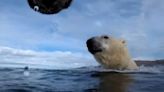 How do polar bears eat when there's no sea ice? Not well, study finds