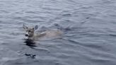 Deer struggling in cold Alaskan waters rescued by wildlife troopers