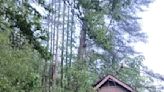 Cleanup at Natural Bridge Sate Park after strong winds cause damage - ABC 36 News