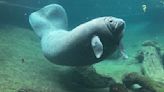 Juliet, manatee rescued from Miami Seaquarium, dies at ZooTampa