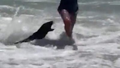 'Rabid' seals foaming at the mouth spark terror among beachgoers