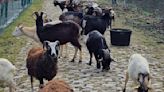 Why goats are helping ready Paris-Roubaix's cobbles for spring
