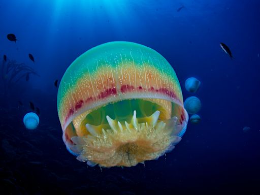 How Long Do Jellyfish Live? Are They All Immortal?