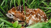 Hey, Jersey, Here's Best Advice About That Baby Deer in Your Yard