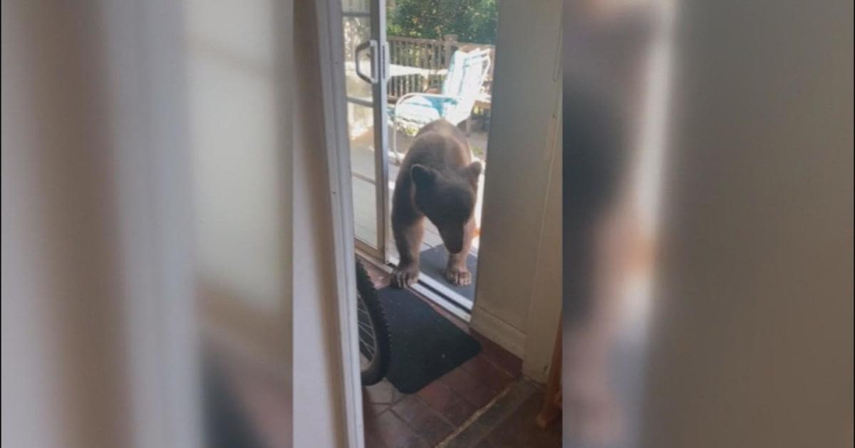 300-pound bear caught walking into Sierra Madre home