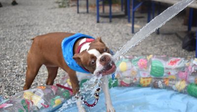 Evil Genius to host puppy pool party in Fishtown beer garden