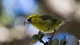 Hawaii's birds are going extinct. Their last hope could be millions of mosquitoes