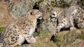 Seattle's Woodland Park Zoo welcomes 3 newborn snow leopard cubs