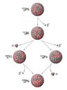 Radiometric dating