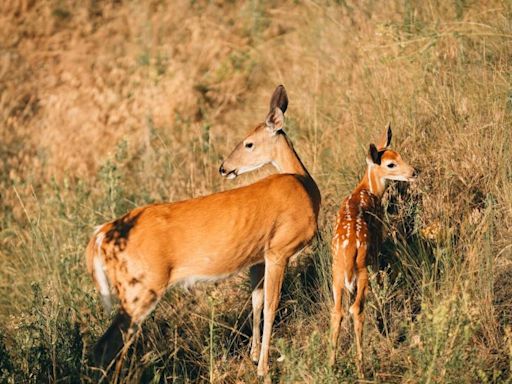 Hunting season revisions proposed for explosive deer population