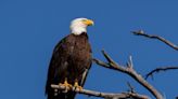 Redding bald eagles await hatchlings. Here’s how to watch them live