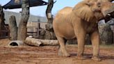 Last elephant at Zoo Knoxville euthanized after being placed on hospice care